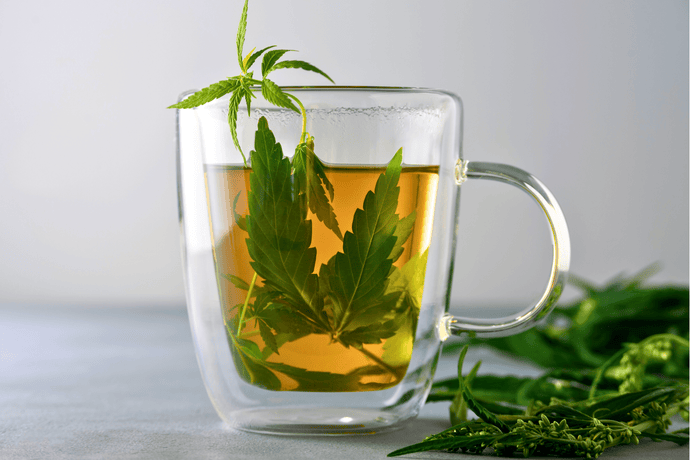 Marijuana Tea: A Comprehensive Guide