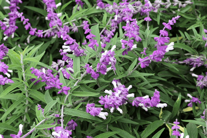 Salvia: The Delicate Flower with an Intense, Hallucinogenic Edge