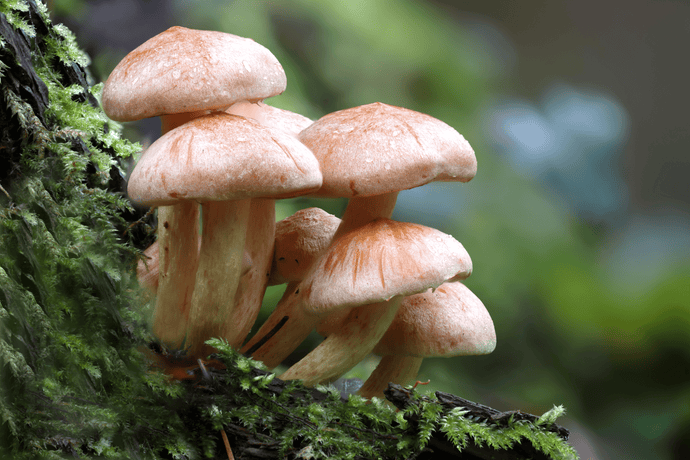 Do “Shrooms” Show Up On Drug Tests?