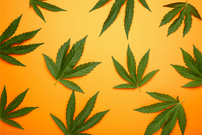 What Is Ganja? Your Comprehensive Guide to Marijuana