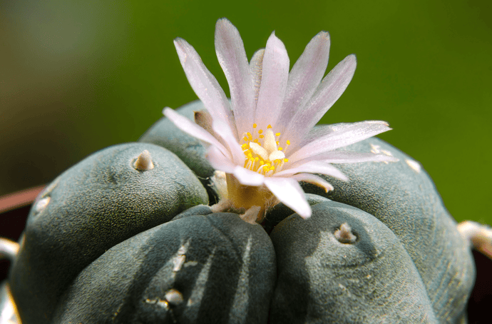 What Is Peyote? From Cactus to Hallucinogen